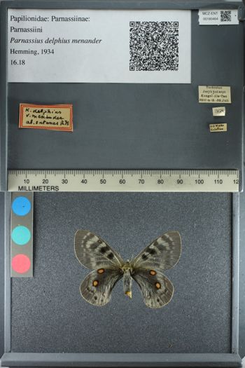 Media type: image;   Entomology 180464